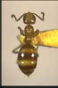 Prolasius sp.