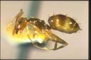 Prolasius sp.