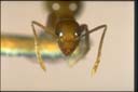 Prolasius sp.