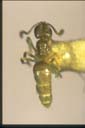 Plagiolepis sp.