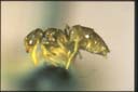Plagiolepis sp.