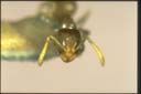Plagiolepis sp.