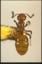 Stigmacros sp.