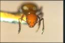 Stigmacros sp.