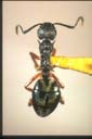 Dolichoderus doriae