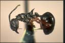 Dolichoderus doriae