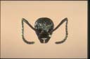 Dolichoderus doriae