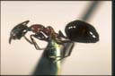 Dolichoderus australis