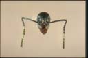 Dolichoderus australis