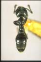 Anonychomyrma sp.
