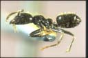 Anonychomyrma sp.