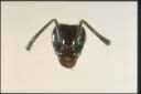 Anonychomyrma sp.