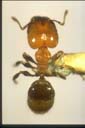 Pheidole sp.
