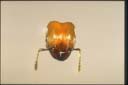 Pheidole sp.