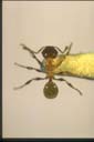 Pheidole sp.
