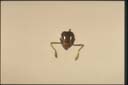 Pheidole sp.