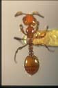 Monomorium sp.