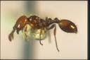 Monomorium sp.