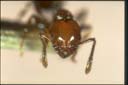 Monomorium sp.