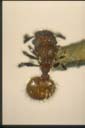 Meranoplus sp.
