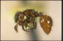 Meranoplus sp.