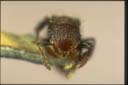 Meranoplus sp.