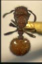 Meranoplus sp.