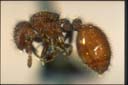 Meranoplus sp.