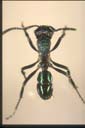 Rhytidoponera metallica
