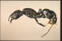 Rhytidoponera metallica