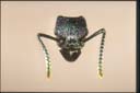 Rhytidoponera metallica