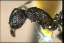 Rhytidoponera metallica