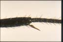 Rhytidoponera metallica