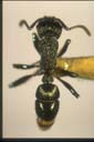 Rhytidoponera victoriae