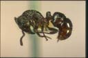 Rhytidoponera victoriae