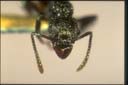 Rhytidoponera victoriae