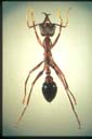 Myrmecia forficata