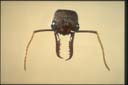 Myrmecia forficata
