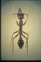 Myrmecia pyriformis