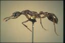 Myrmecia pyriformis
