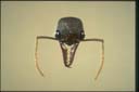 Myrmecia pyriformis