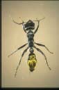 Myrmecia piliventris
