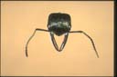 Myrmecia piliventris
