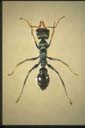 Myrmecia croslandi