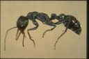 Myrmecia croslandi
