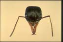 Myrmecia croslandi