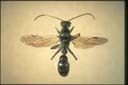Myrmecia croslandi