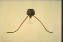Myrmecia croslandi