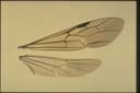 Myrmecia croslandi