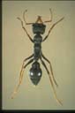 Myrmecia pilosula F. Smith